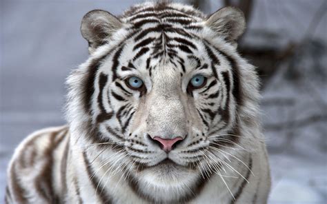 白虎桌布|[320+] White Tiger Wallpapers